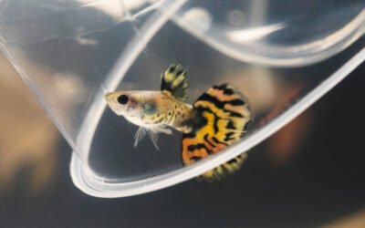 Trasloco con acquario e pesci: istruzioni passo passo